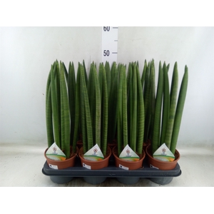 Sansevieria cyl.  ...
