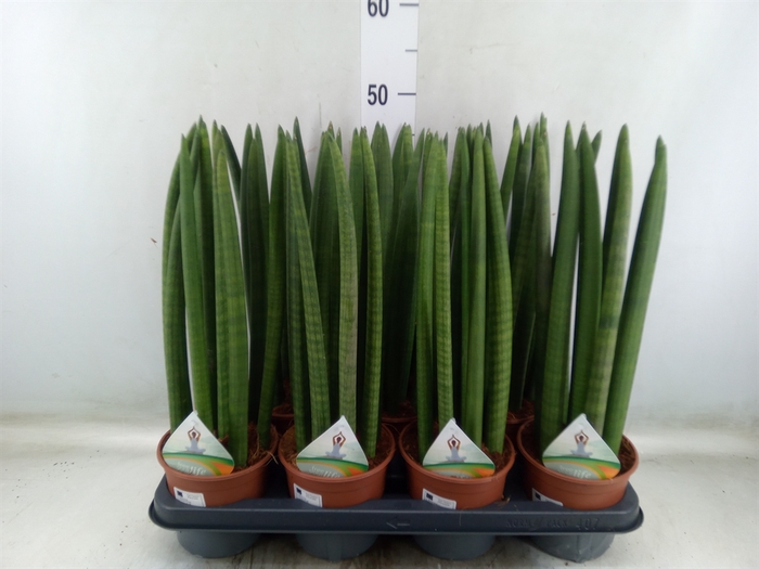 <h4>Sansevieria cyl.  ...</h4>