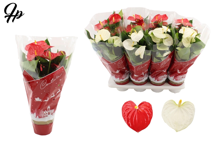 <h4>Anthurium red&white mix in Couture Christmas sleeve</h4>