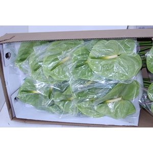 ANTHURIUM MIDORI 13/15 045 CM DIAM MIN 13 CM VERDE