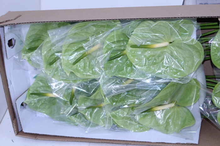 ANTHURIUM MIDORI 13/15 045 CM DIAM MIN 13 CM VERDE