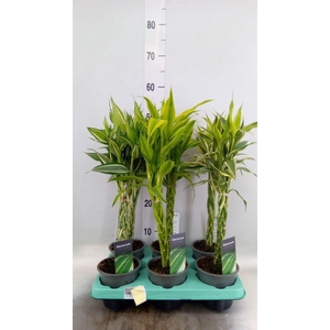 Dracaena sand.   ...mix 3