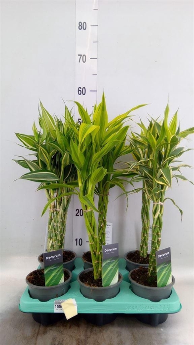 <h4>Dracaena sand.   ...mix 3</h4>