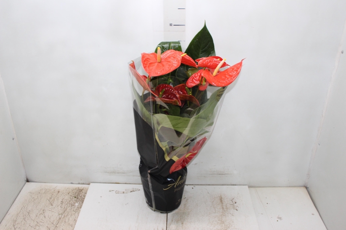 <h4>ANTHURIUM ATLAS P17 PREMIUM</h4>