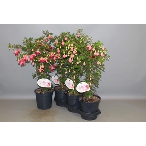 FUCHSIA OV