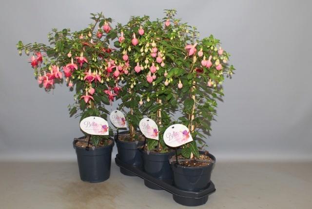 <h4>FUCHSIA OV</h4>