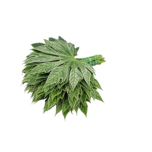 Aralia Milky Way Spiderweb Smal