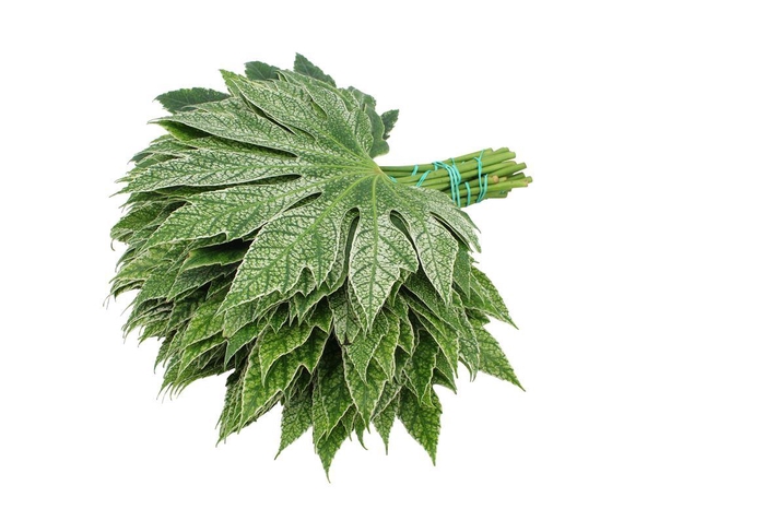 <h4>Aralia Milky Way Spiderweb Small</h4>