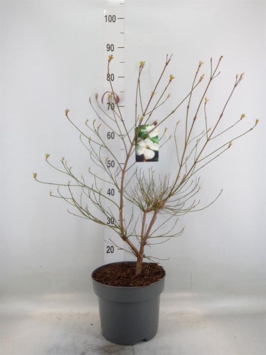 <h4>Cornus florida</h4>