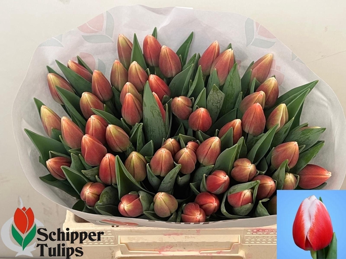 <h4>TU EN OUTFIT</h4>