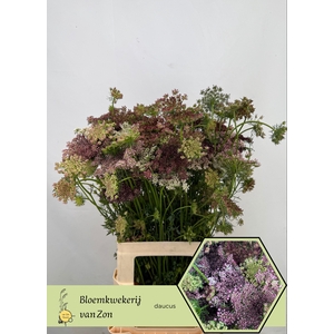 DAUCUS CAROTA DARA