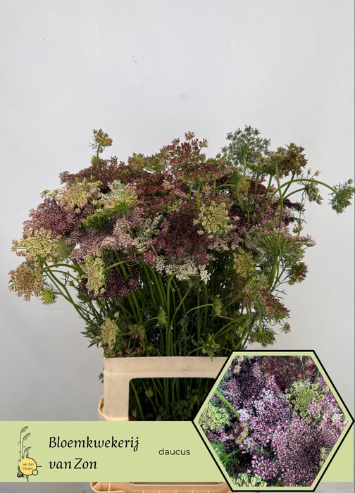 <h4>DAUCUS CAROTA DARA</h4>