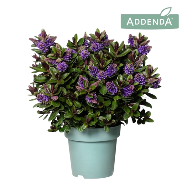 <h4>Hebe Addenda® Vinoa® Purple P15</h4>