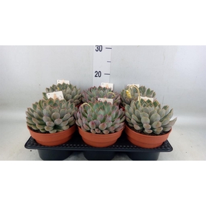 Echeveria   ...