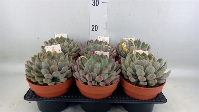 <h4>Echeveria ...</h4>