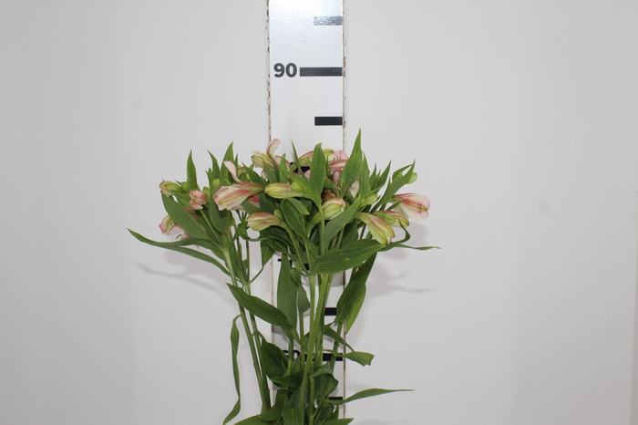 <h4>ALSTROEMERIA REBECCA 080 CM</h4>