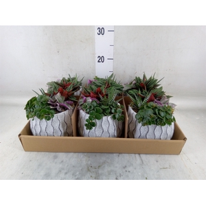 Arr.   Kamerplant Groen L%