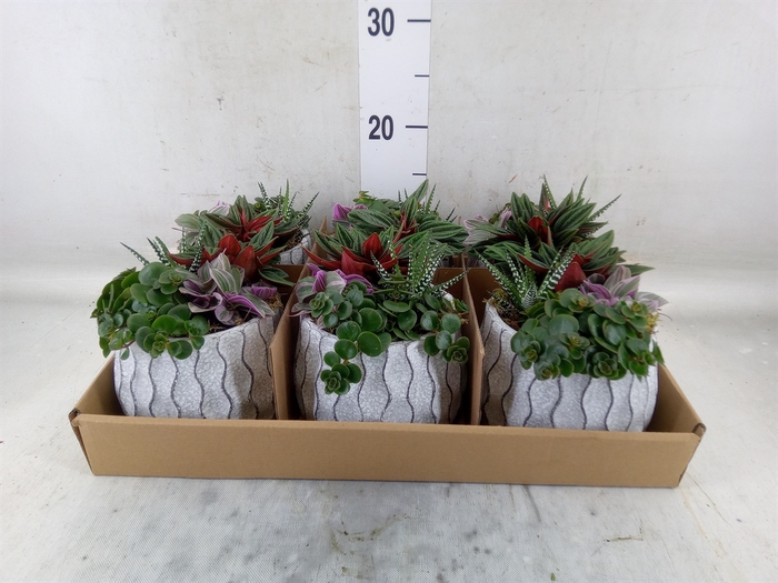 <h4>Arr.   Kamerplant Groen L%</h4>