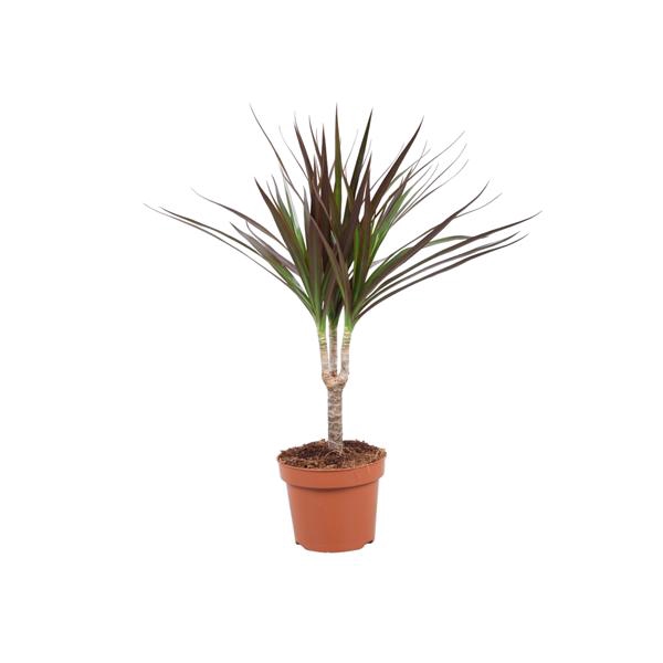 <h4>Dracaena Magenta enkele stam</h4>