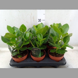 Clusia rosea 'Princess'