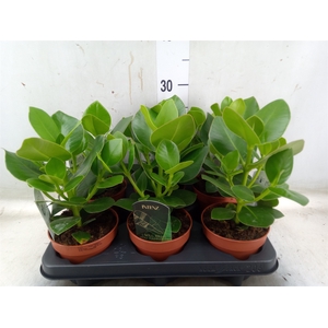 Clusia rosea 'Princess'