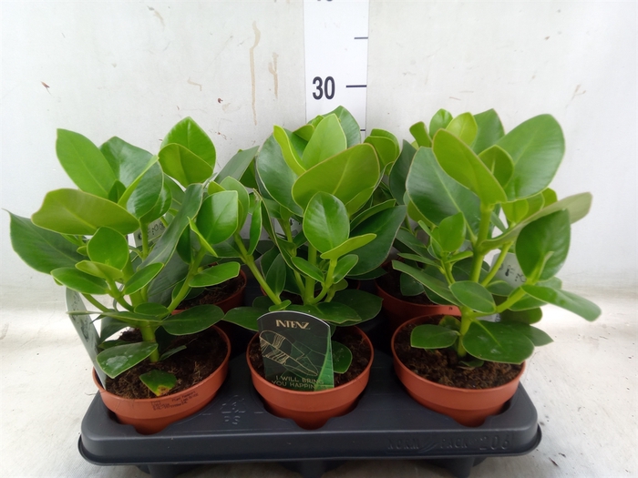 <h4>Clusia rosea 'Princess'</h4>