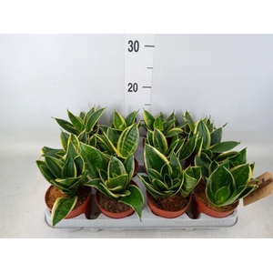 Sansevieria trifa. 'Golden Hahnii'