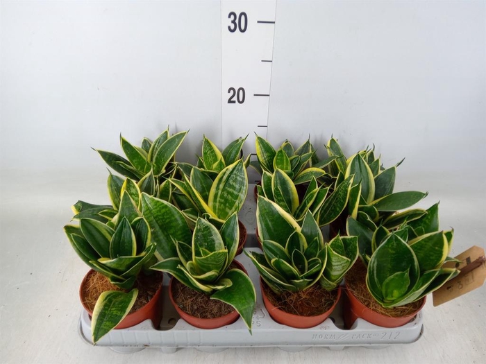 <h4>Sansevieria trifa. 'Golden Hahnii'</h4>