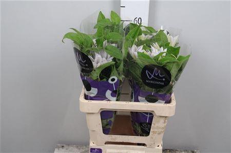 <h4>Clem Amazing Vienna</h4>