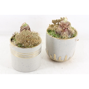 arr4 Amaryllis JS - Ker. gold pot mix x6