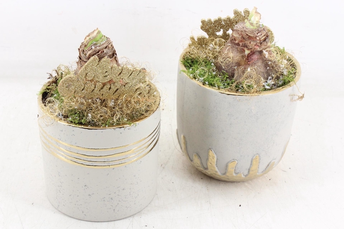 <h4>arr4 Amaryllis JS - Ker. gold pot mix x6</h4>