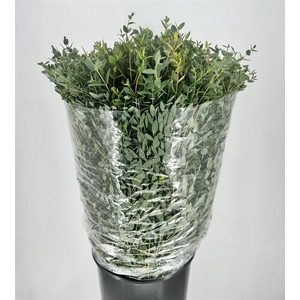 Euca Parvifolia 200gr P Bunch