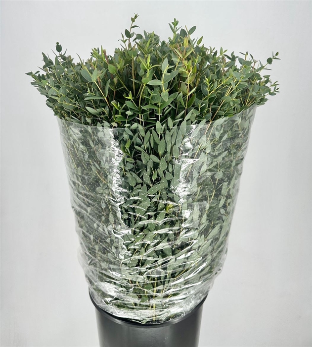 <h4>Euca Parvifolia 200gr P Bunch</h4>