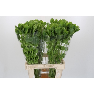 Moluccella Laevis