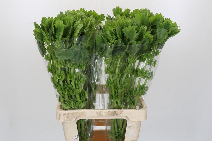 <h4>Moluccella Laevis</h4>