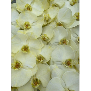 Phal Coloured Yellow