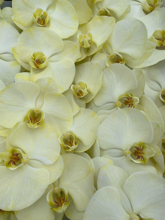 <h4>Phal Coloured Yellow</h4>