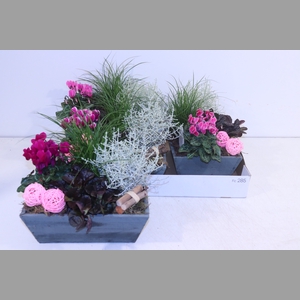 ARR TUINPLANTEN