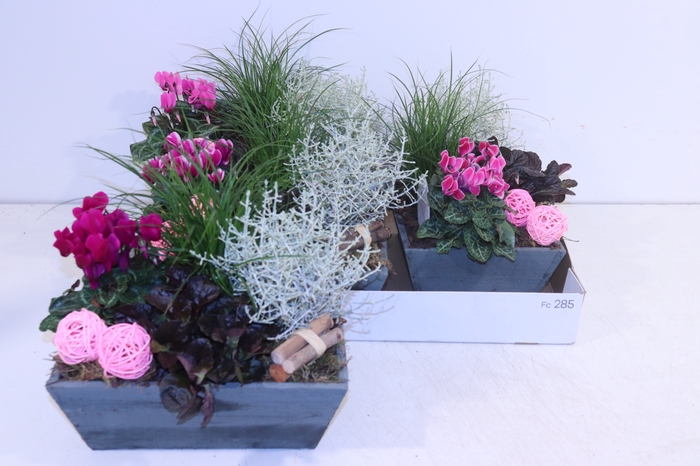 <h4>ARR TUINPLANTEN</h4>