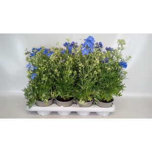 Delphinium grand. 'Delfix Blue'
