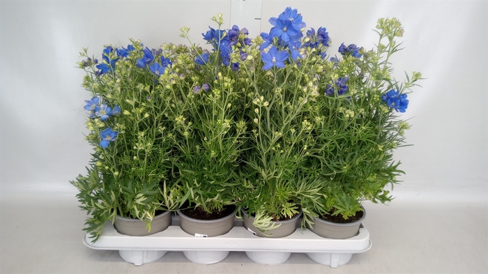 <h4>Delphinium grand. 'Delfix Blue'</h4>