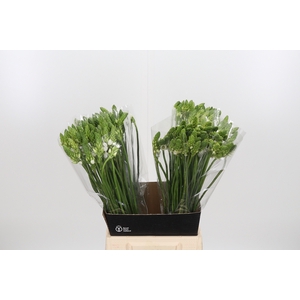 Ornithogalum Thyrsoides