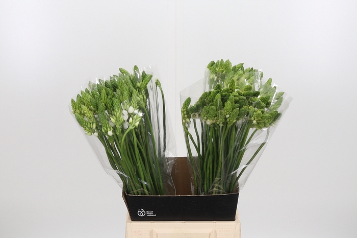 <h4>Ornithogalum Thyrsoides</h4>