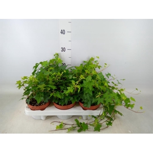 Hedera helix 'Pittsburgh'