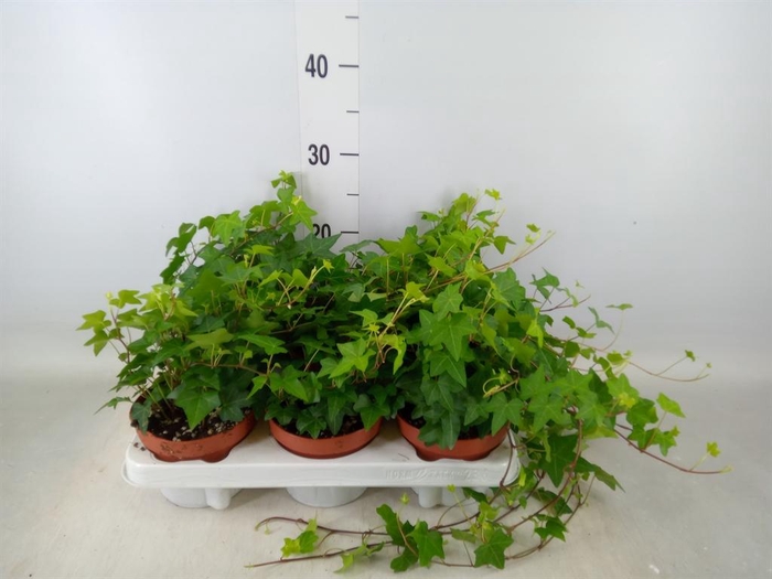 <h4>Hedera helix 'Pittsburgh'</h4>