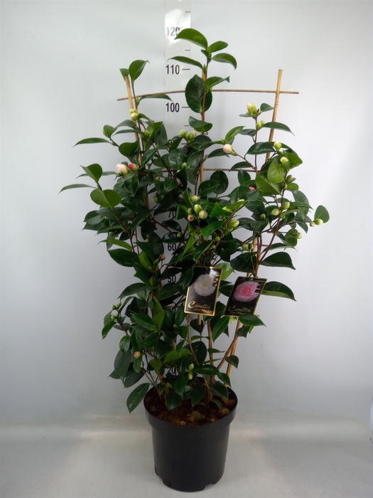 <h4>Camellia   ...mix 2</h4>