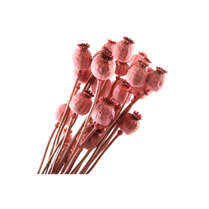 Papaver Pink