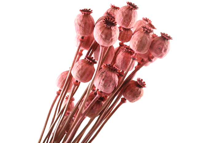 <h4>Papaver Pink</h4>