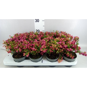 Gaultheria   ...red berry