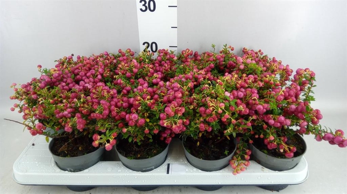 <h4>Gaultheria ...red berry</h4>